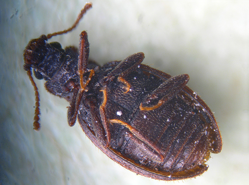 Latridiidae:  Latridius hirtus